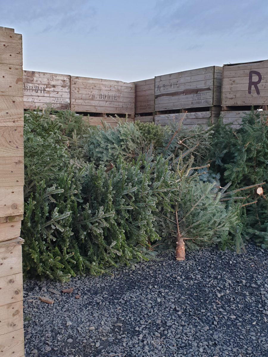 Christmas Tree Recycling Bowhouse
