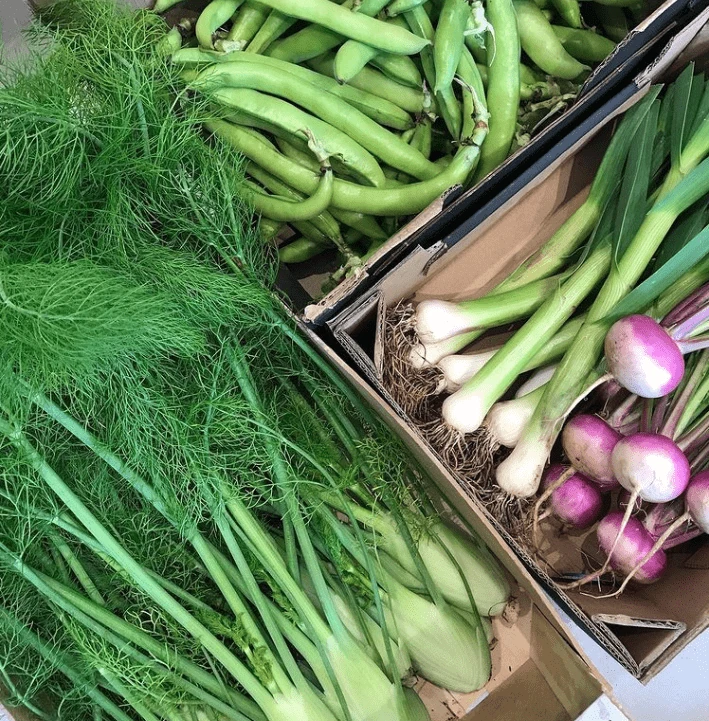 Boxes of fresh vegetables Boxes of fresh fennel, green beans, spring onions and turnips